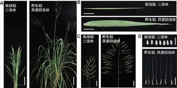 异源四倍体野生稻快速从头驯化获得新突破