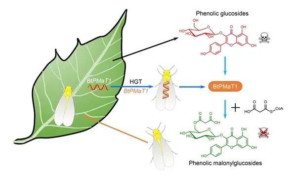 植物到动物的功能基因转移首获证实