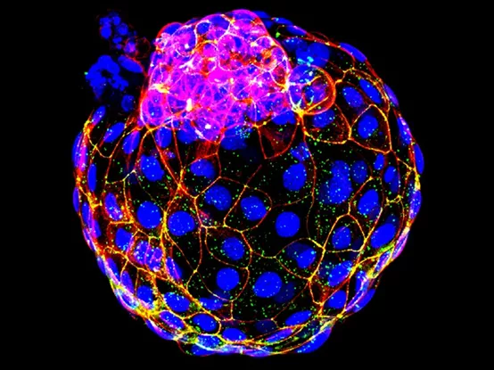 科学家成功在实验室中构建人类早期胚胎样结构