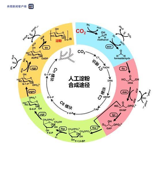 从二氧化碳到淀粉的人工合成