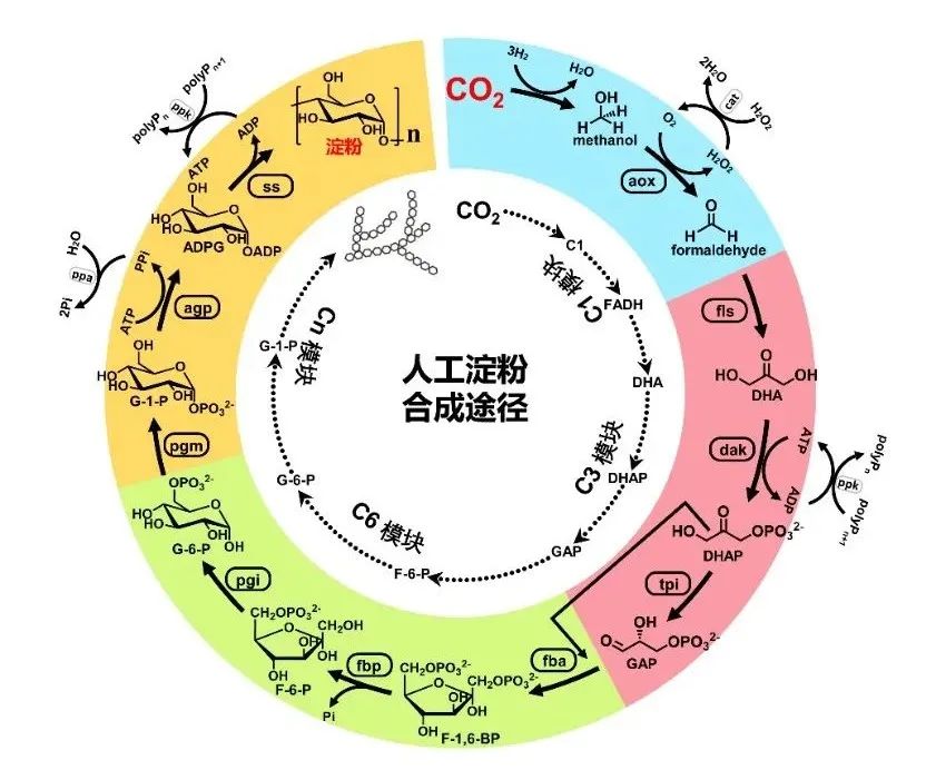 人工淀粉合成途径