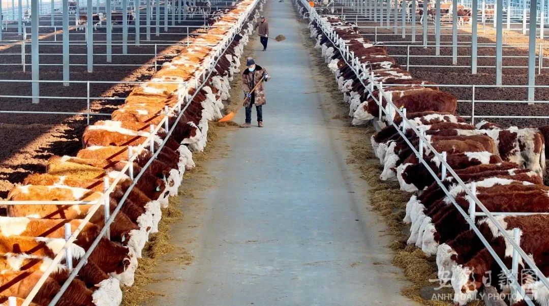 全国首个肉牛价格指数“保险+期货”项目落地安徽